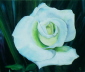 White Rose